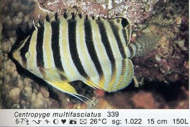 Centropyge multifasciatus